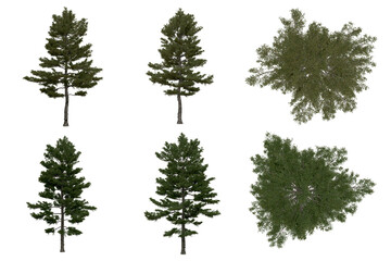 Wall Mural - 3d rendering of  Pinus Strobus PNG vegetation tree for compositing or architectural use. No Backround. 