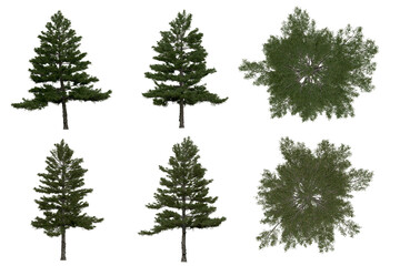 Wall Mural - 3d rendering of  Pinus Strobus PNG vegetation tree for compositing or architectural use. No Backround. 