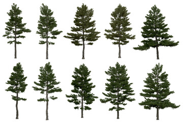 Wall Mural - 3d rendering of  Pinus Strobus PNG vegetation tree for compositing or architectural use. No Backround. 