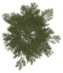 Wall Mural - 3d rendering of  Pinus Strobus PNG vegetation tree for compositing or architectural use. No Backround. 
