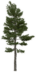 Wall Mural - 3d rendering of  Pinus Strobus PNG vegetation tree for compositing or architectural use. No Backround. 
