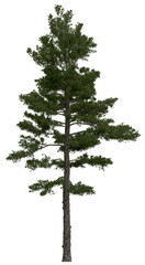 Wall Mural - 3d rendering of  Pinus Strobus PNG vegetation tree for compositing or architectural use. No Backround. 