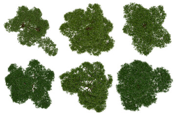 Wall Mural - 3d rendering of podocarpus macrophyllus png vegetation tree for compositing or architectural use. no