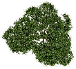 Wall Mural - 3d rendering of  Podocarpus Macrophyllus PNG vegetation tree for compositing or architectural use. No Backround. 