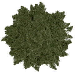 Wall Mural - 3d rendering of sciadopitys verticillata png vegetation tree for compositing or architectural use. n