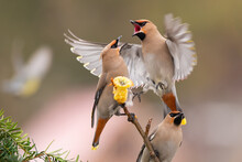 Two Bohemian Waxwings, Bombycilla Garrulus, Fighting Over An Apple On Tree In Autumn. Duel Of Colorful Birds Over A Food In The Air. Animal Wildlife In Nature.