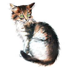 Watercolor Illustration Of Portrait Of Cat Isolated On White Background.  