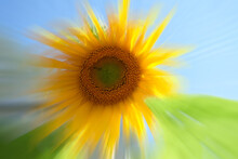 Golden Sunflower Zoomed With Bursting Color With Sky And Grass In The Background