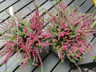 Poster - Planting heather