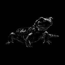 Fire Salamander Hand Drawing Vector Illustration Isolated On Black Background