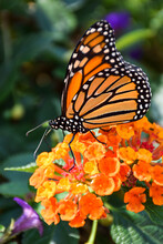 Monarch Butterfly Sitting On Orange Flowers
