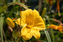 Close Up Of A Yellow Day Lily