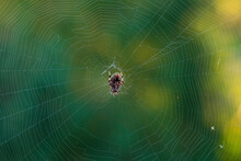 Ventral View Of Spotted Orb Weaver Spider In The Middle Of Its Web On A Green Background Taken In Late Summer In The Morning