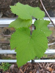 Wall Mural - The beauty of grape leaves with water droplets on the edges. Blurred background.