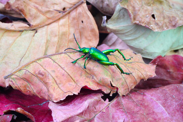 Wall Mural - Metallic green color beetle. Frog-legged beetles (Sagra femorata) or leaf beetles  in tropical forest of Thailand. One of world most beautiful beetles with iridescent metallic colors. Selective focus