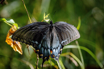 Wall Mural - butterfly on a leaf