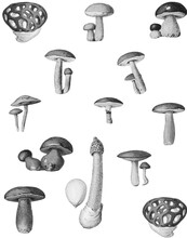 Mushrooms Champignons French Poster Adolphe Millot Vintage Home Decor Vintage Art Botanical Print Illustration Bundle Monochrome Black And White