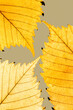 Leinwandbild Motiv Autumn minimal image with autumn yellow alder leaf with natural texture on gray beige background, copyspace. Fall aesthetic photography with macro leaves with veins, seasonal autumnal foliage