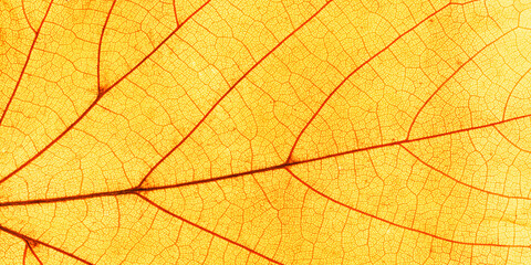 Macro photo of autumn yellow elm leaf with natural texture as natural banner. Fall colors aesthetic background with yellow leaves texture close up with veins, autumnal foliage, beauty of nature.