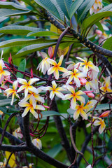 Sticker - close up beautiful plumeria yellow white flowers with green leaves in a garden, background wallpaper