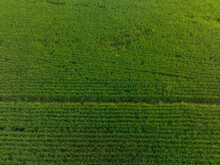 Aerial View Of Green Rice Field