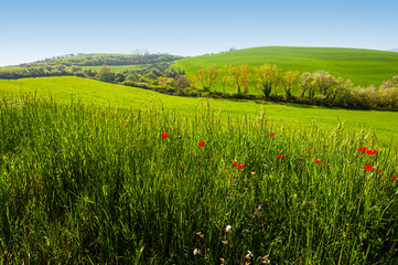 Poster - Green hills of Tuscany