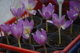 Fototapeta Kwiaty - Garden flowers in pots for transplanting