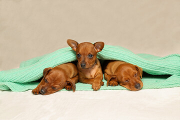 Wall Mural - Three puppies are lying warm on the couch. 