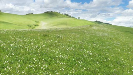 Wall Mural - Summer landscape with green hills and white daisy flowers in the foreground