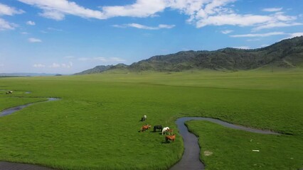 Wall Mural - Horses graze in a green meadow next to a winding river stream. 