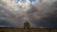 Torrential Monsoon Rains Come To The Mojave Desert Landscape - Time Lapse Of A Joshua Tree And The Downpour In The Distance