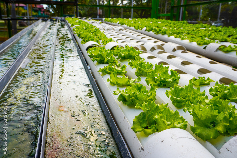 Hydroponics with the Nutrient Film Technique (NFT) system using PVC ...