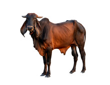 Good Brahman Male Big Cow Isolate