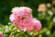 Closeup shot of pink musk roses on a blurry background