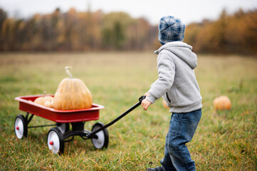 Wall Mural - Autumn harvest organic pumpkins and apples. Happy boy on pumpkin patch on cold autumn day, with lot of pumpkins for halloween or thanksgiving Children on pumpkin field.