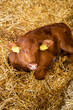 Calf marked with cattle tags on ears lying down in straw at the farm. Domestic animals reproduction and husbandry.