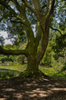 © Piotr - Phoenix Park area with small lakes, broken trees, greenery of beautiful trees and bushes on a beautiful sunny day, Dublin, Ireland