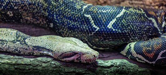 Wall Mural - Closeup of Boa constrictor snake