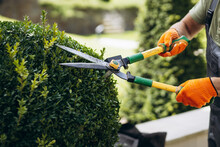 Garden Worker Trimming Trees With Scissors In The Yard