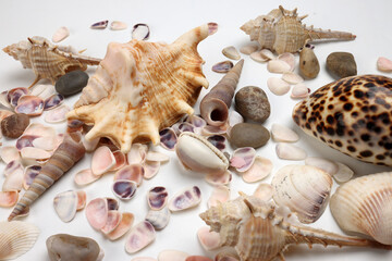 sea shell triton murex conchs bivalves tellins  scallops tulip star natica tun cowrie on white background copy text border frame