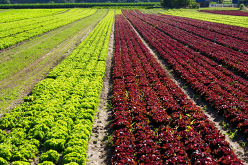 growing, outdoor, farmland, salads, salad, agricultural, agriculture, agriculture field, andelfingen, background, blue cloudy sky, bright, brown, canton, countryside, crop, diminishing perspective, fa