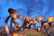 Little Toadstools Magic Mushrooms Nature Forest Abstract