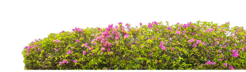 Poster - Shrubs isolated on transparent background with clipping path and alpha channel on black background