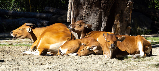 Banteng, Bos javanicus or Red Bull is a type of wild cattle.