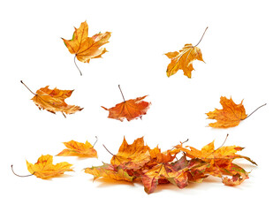 Wall Mural - Autumn leaves pile