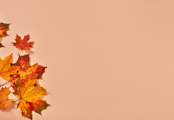 Wall Mural - Autumn leaves background