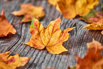 Wall Mural - Autumn leaves on wood