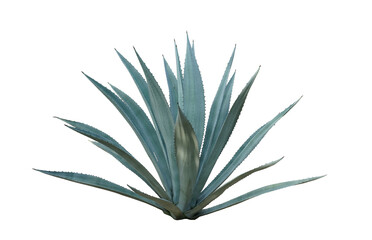 Agave Sisalana Perrine or Sisal Agave isolated on white background