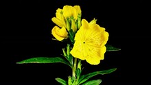 Yellow Evening Primrose Oenothera Flower Plant Blooming On Black Background. Enotera Blooming. Also Names Are Night Beauty, Donkey, Night Candle