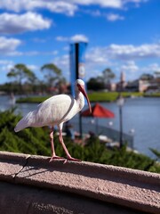 Wall Mural - Shallow focus vertical shot of a white ibis